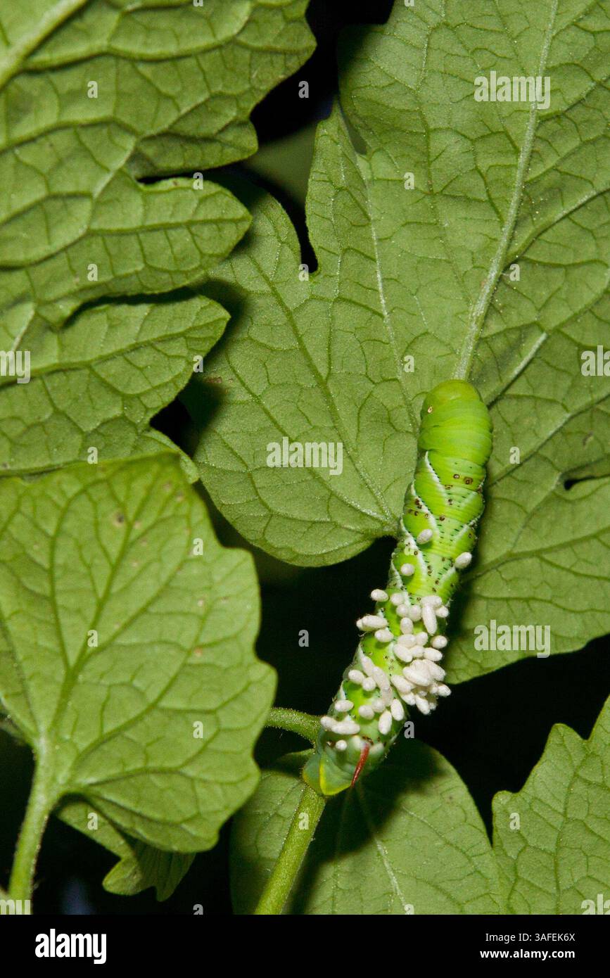 tobacco hornworm white eggs on back Tomato hornworm with parasites hi-res stock photography and images