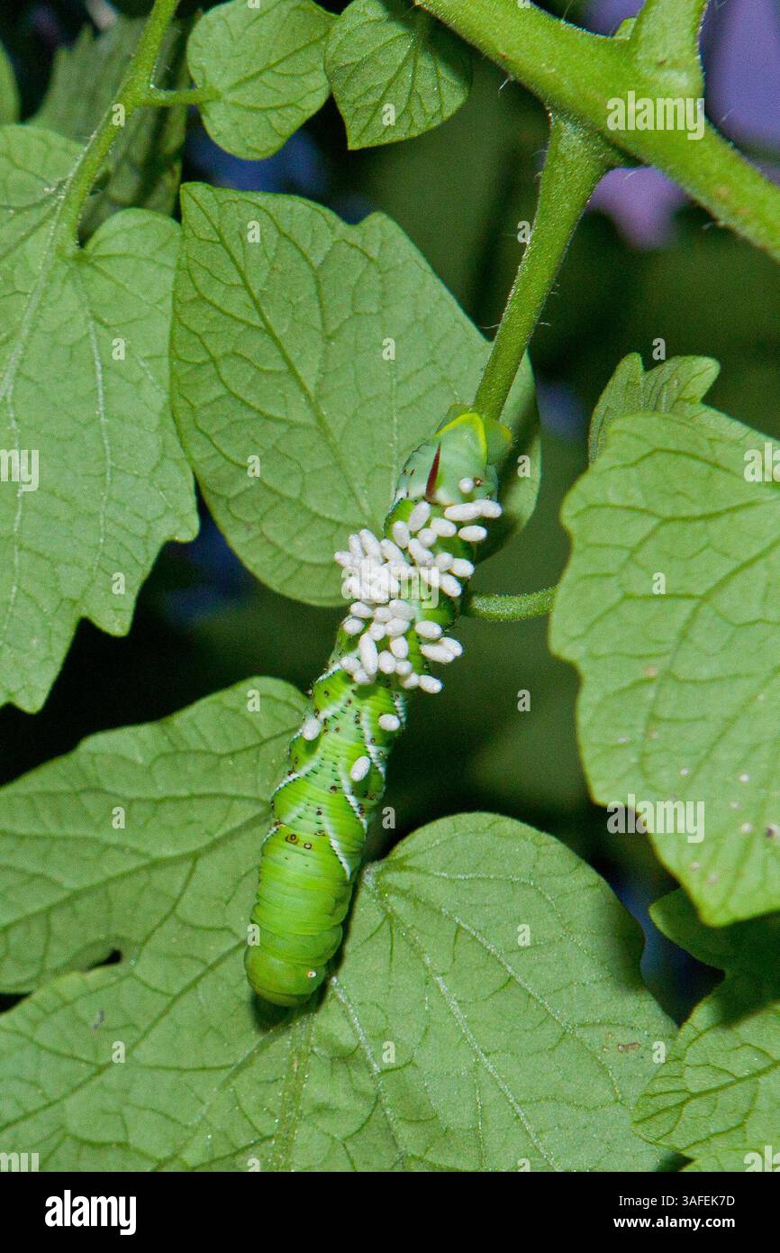 tobacco posey meaning Float Bed Tobacco Plants Stock Photo 2306233701
