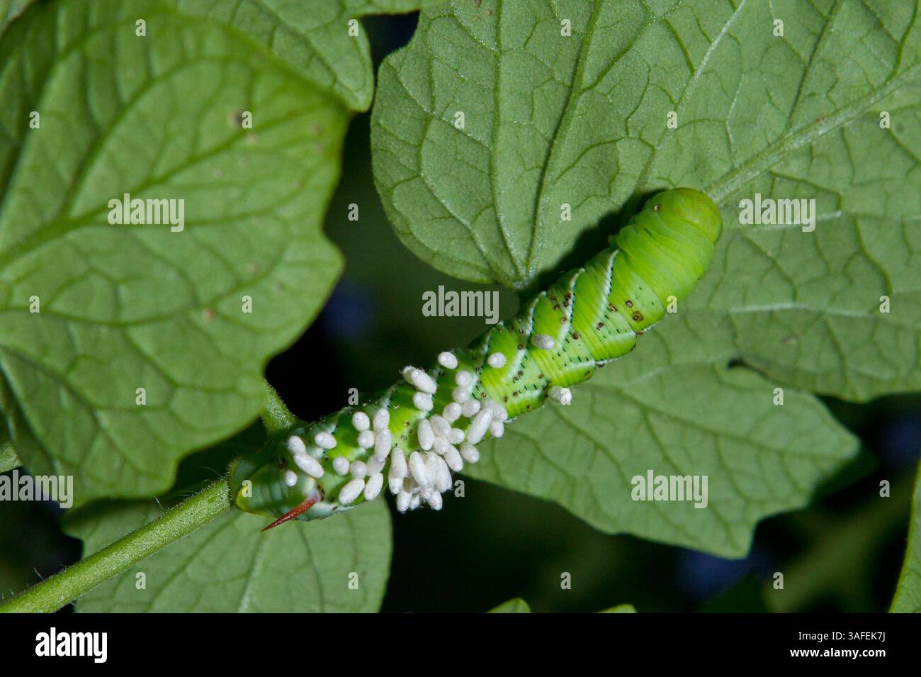 tobacco hornworm white eggs on back Tomato covered with cocoons of Braconid Wasp Tobacco hornworms hi-res stock photography