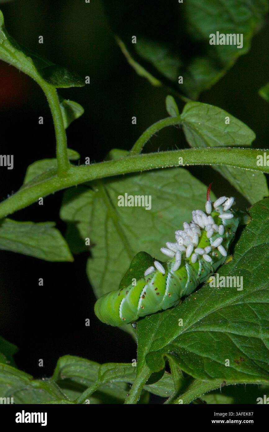 Tobacco hornworms hi-res stock photography and images