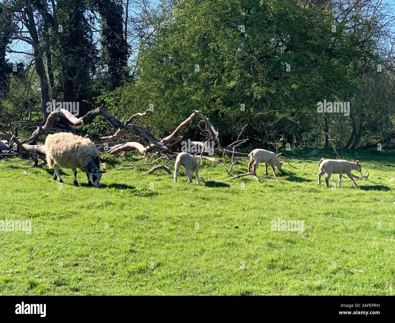 Eastern on the Hill woods farm land pretty walk walking outside tractor wheels wheel sign post signs trees pretty Summer Spring wooded area nice - Smartphone Captured Stock Image