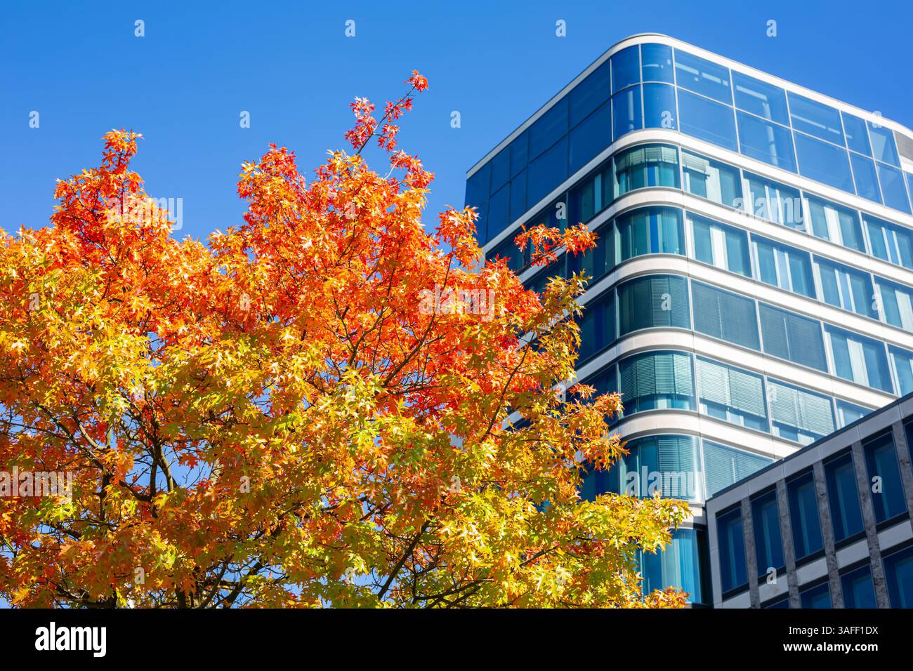 Autumn scene in city, colorful leaves on modern offices building ...