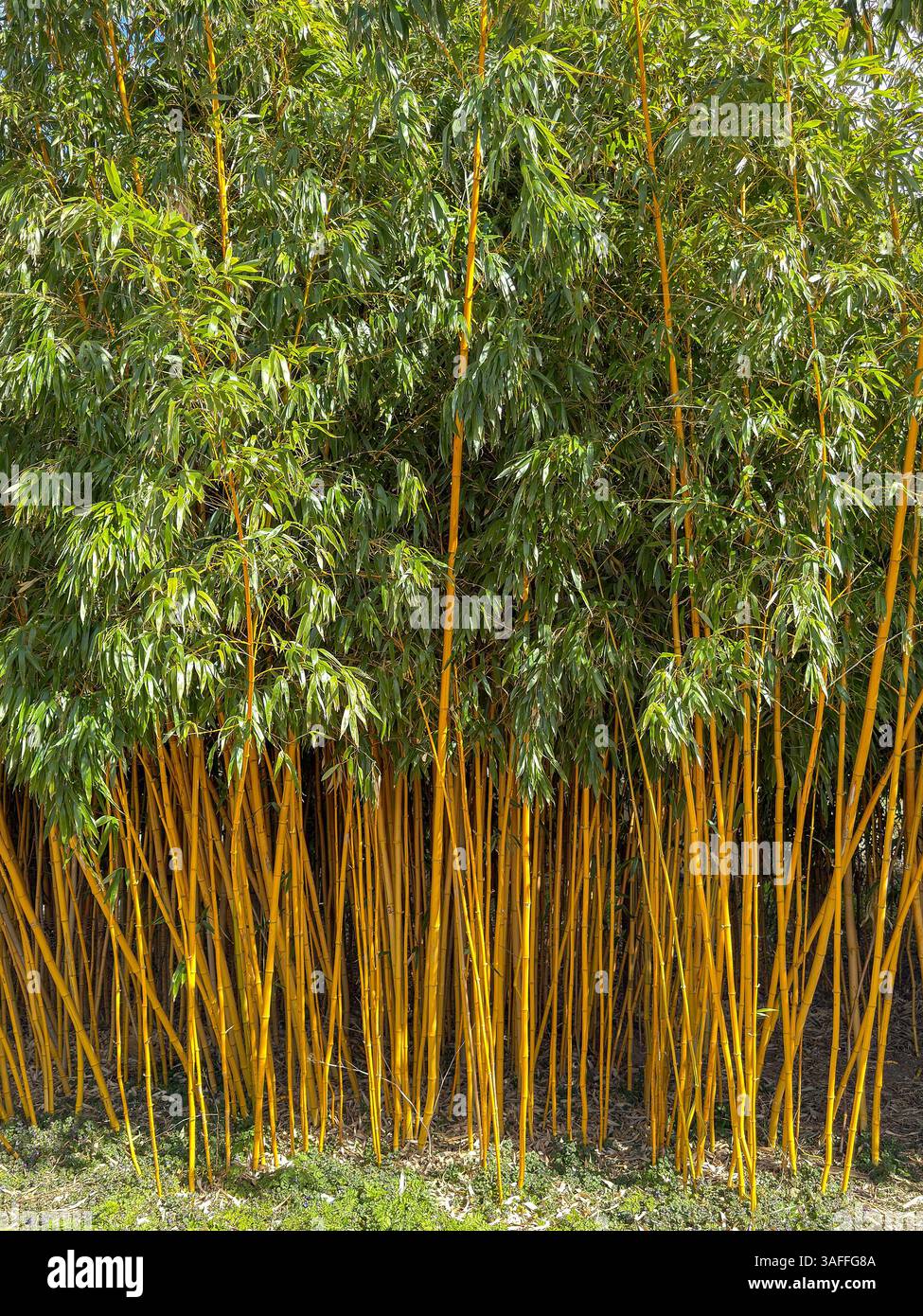 Scenic view of tall bamboo plants - Smartphone Captured Stock Image