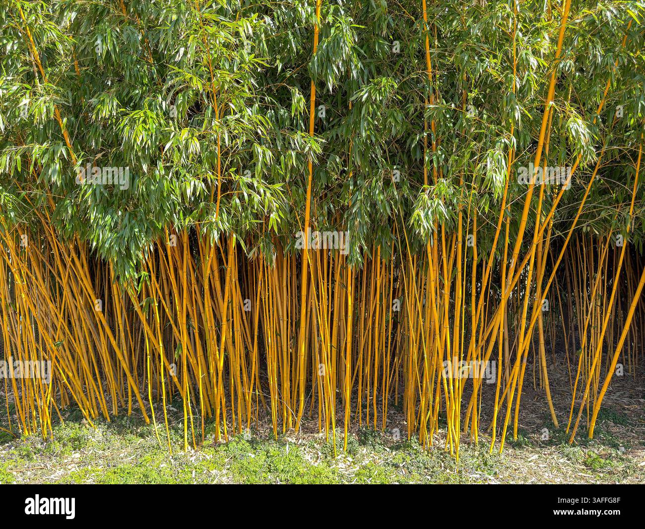 Scenic view of tall bamboo plants - Smartphone Captured Stock Image