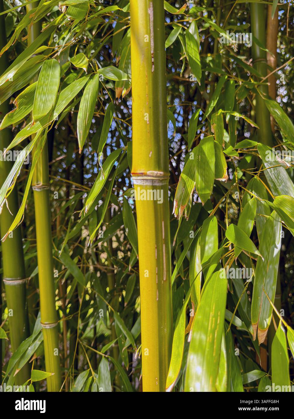 Close up view of the stem of a bamboo plant - Smartphone Captured Stock Image