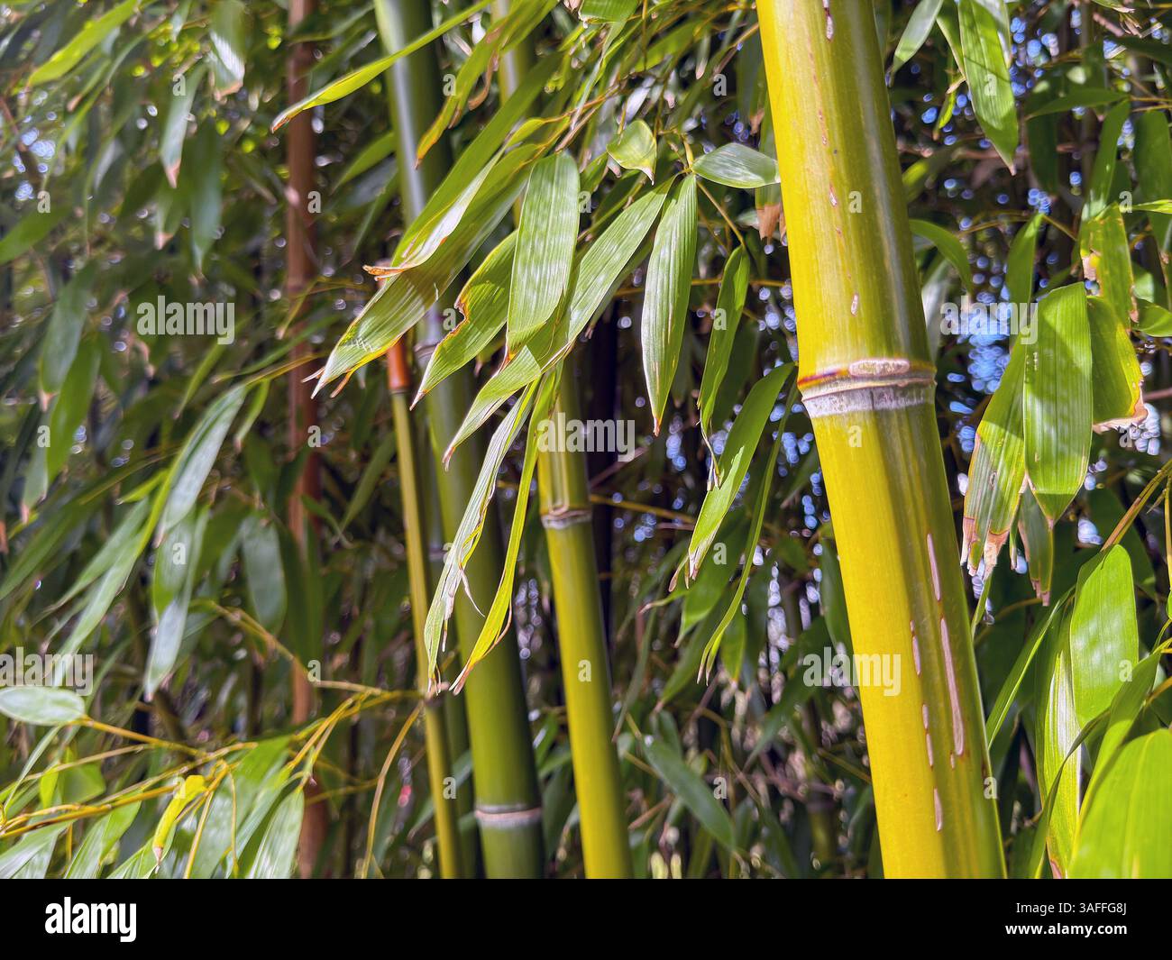 Close up view of the stem of a bamboo plant - Smartphone Captured Stock Image