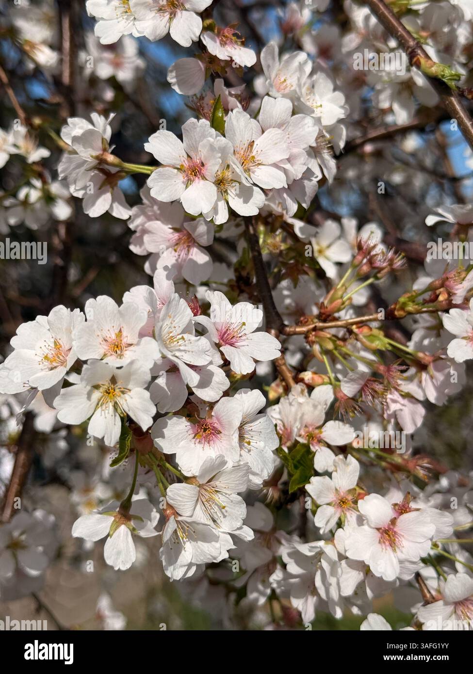 Dense cluster of white blossoms hi-res stock photography and images - Alamy