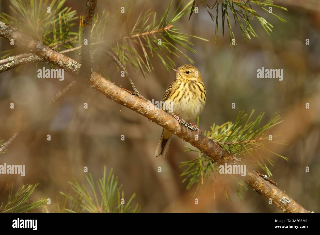 Tree pipit (Anthus trivialis) sitting in a pine tree. Stock Photo