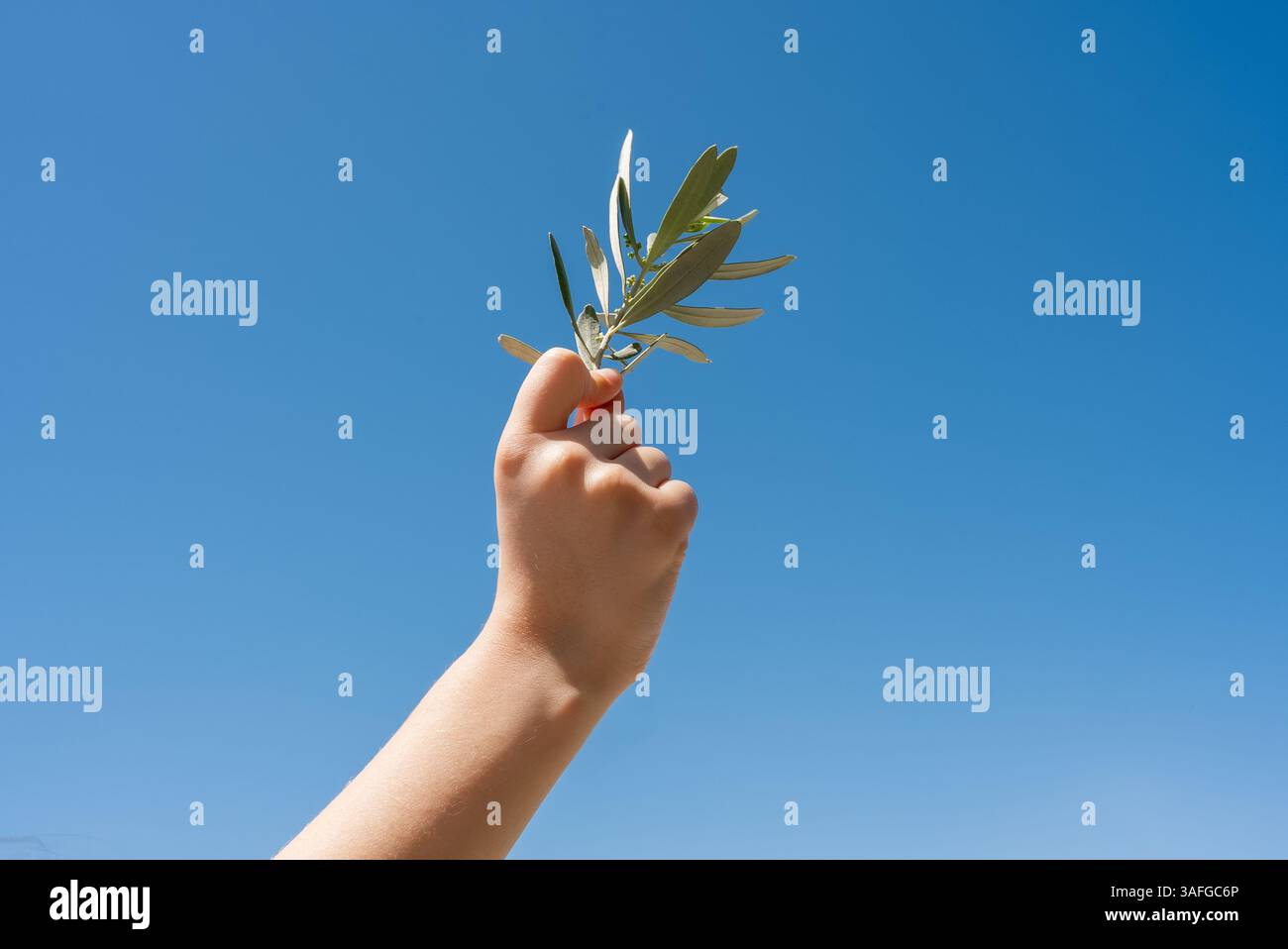Hand holding olive branch hi-res stock photography and images - Alamy