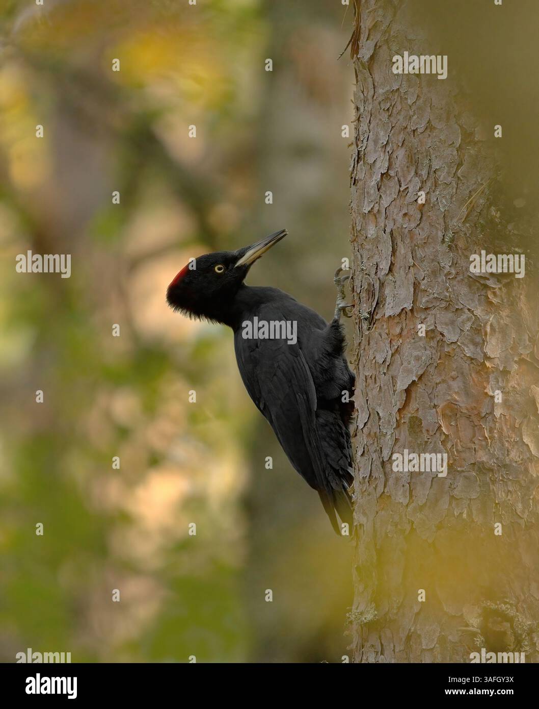 Black Woodpecker Dryocopus Martius Searching Food In The Forest Stock black-woodpecker-dryocopus-martius-searching-food-in-the-forest-stock