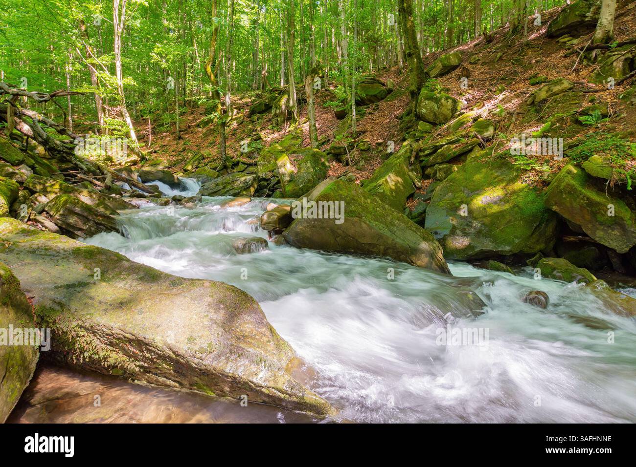 landscape with river in the beech forest. green environment. wild water stream among mossy rocks on a sunny day. beautiful view. vacation in carpathia Stock Photo
