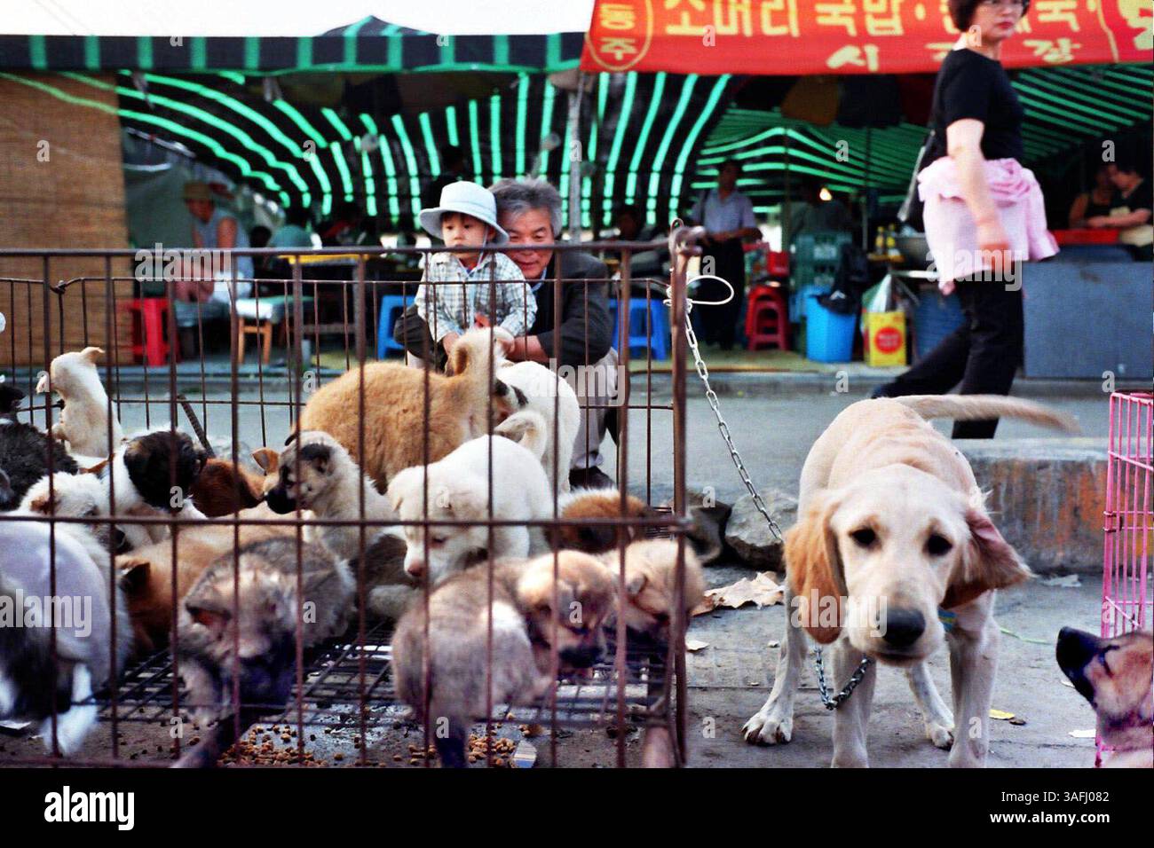 South Korea Pet Animal Dog Shop Near Me Cute Korean Dog South Korea Dogs  For Giveaway