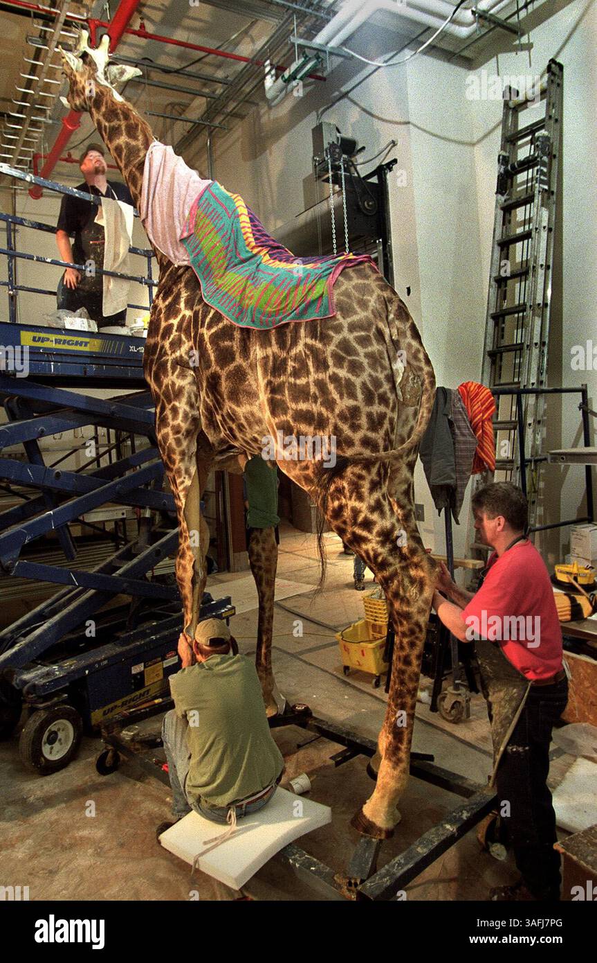 Smithsonian taxidermists prepare a giraffe for exhibition in the Museum ...