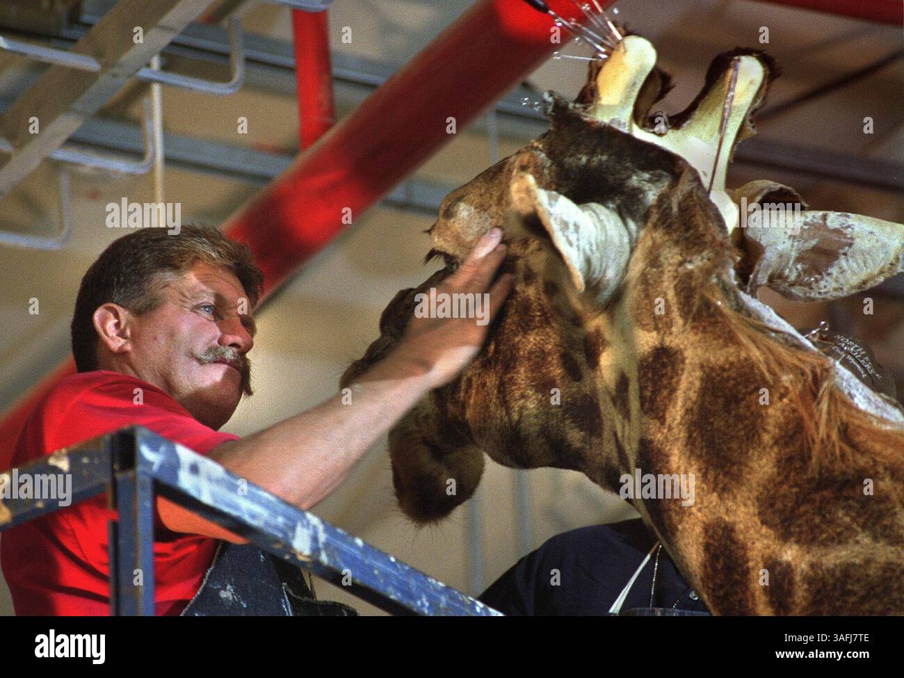 Smithsonian taxidermist John Matthews stretches the hide on the head of ...