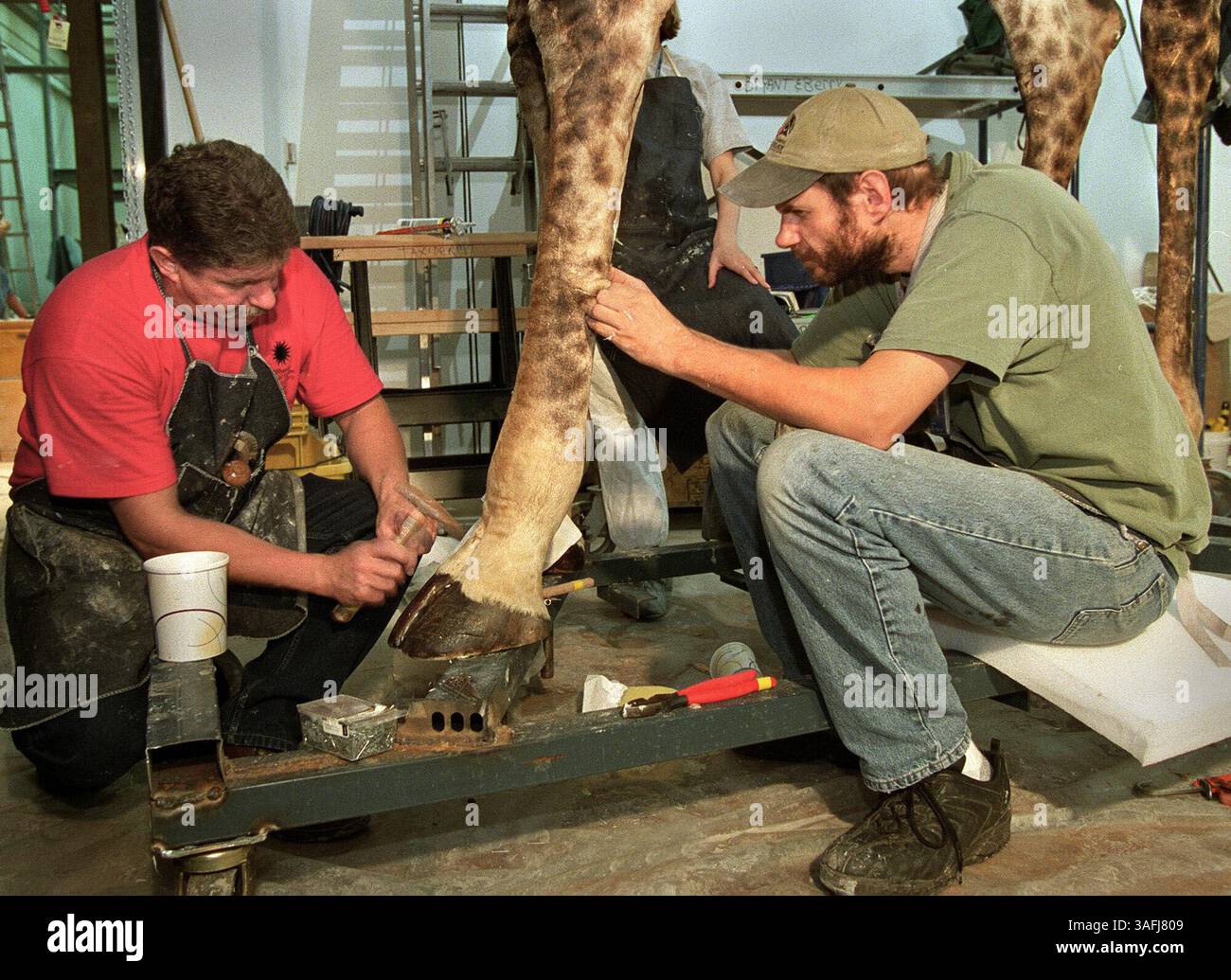 Smithsonian taxidermists John Matthews, left, and Paul Rhymer work on ...