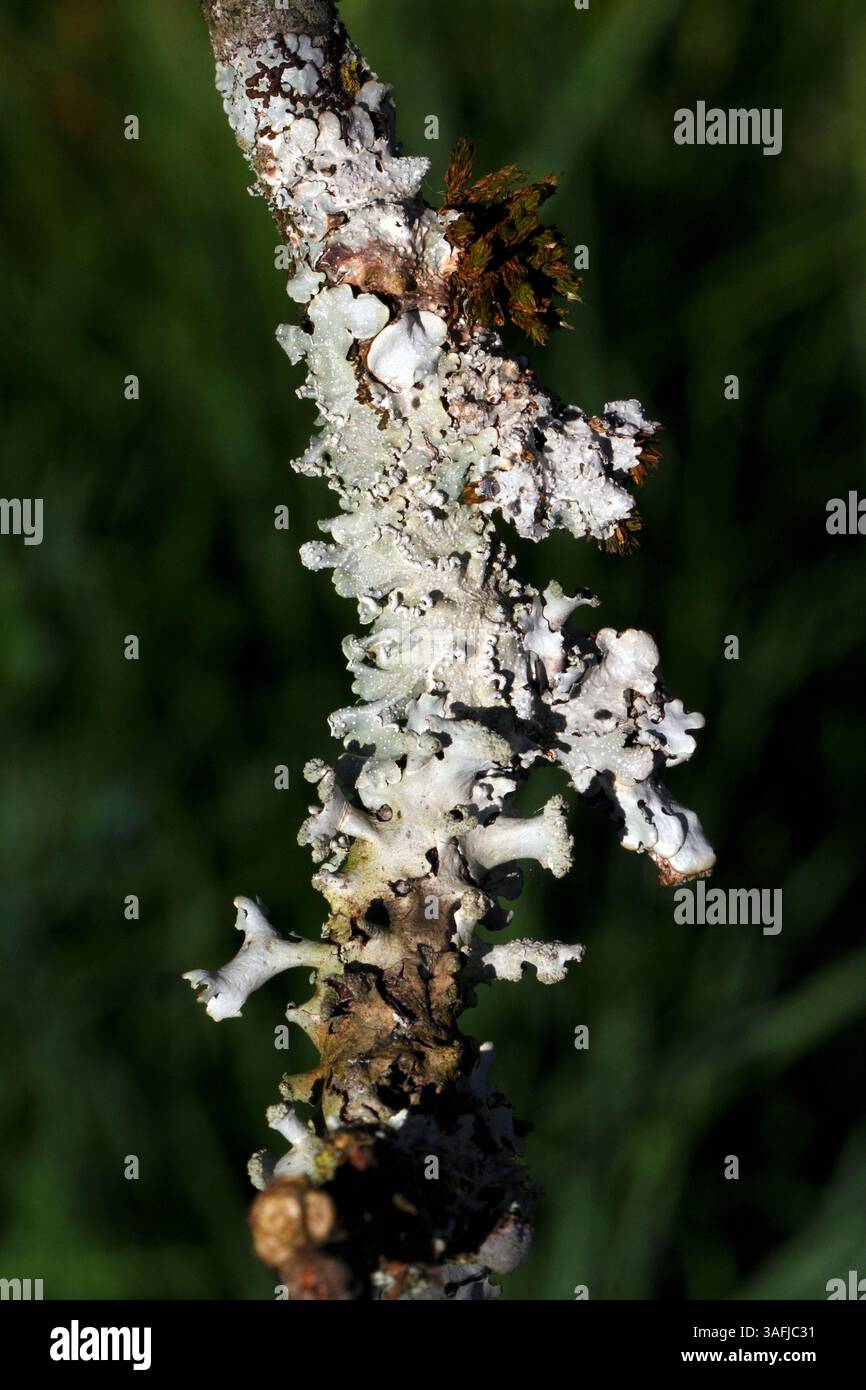 mixed lichen varieties on a branch including Hypogymnia physodes, Hypogymnia physodes, Monk's-hood lichen, lichen found on trees, rocks. Foliose Stock Photo