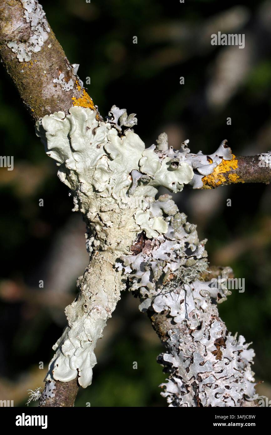 Soredia hi-res stock photography and images - Alamy