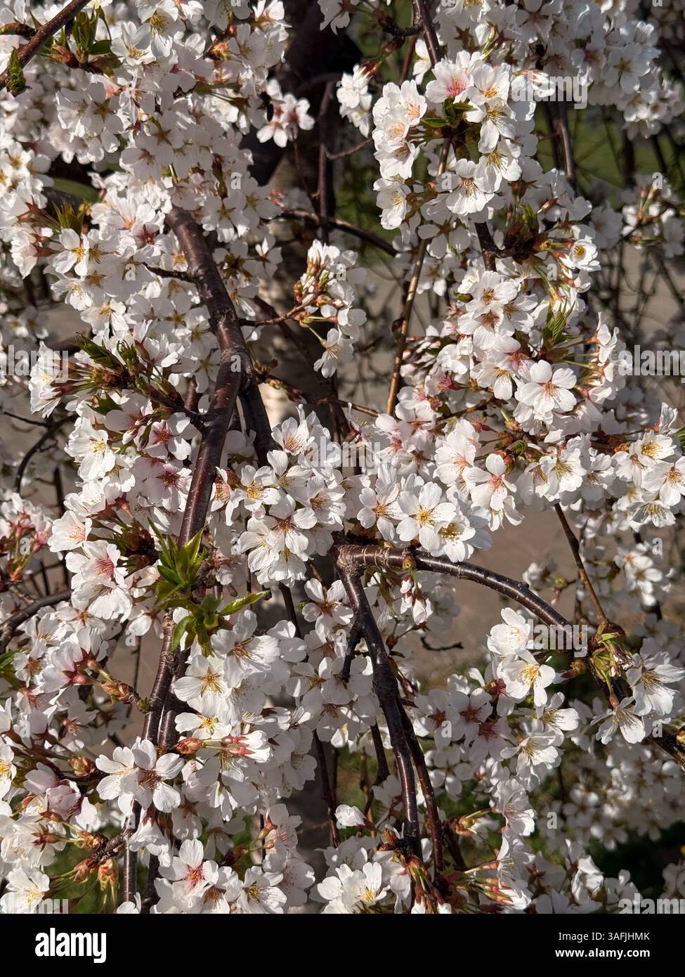Dense cluster white blossoms hi-res stock photography and images - Alamy