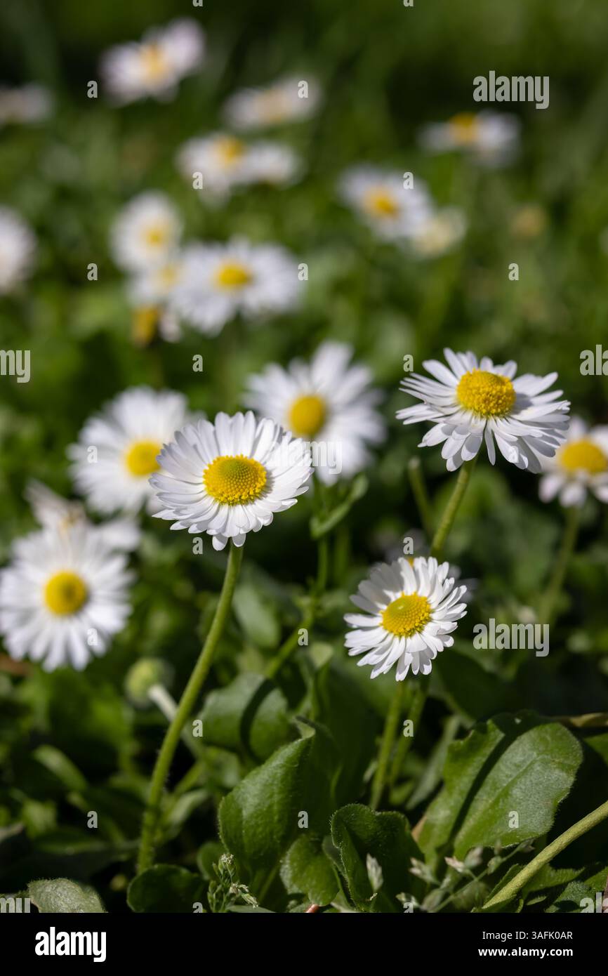 Field of blooming daisies in spring sunlight Stock Photo - Alamy