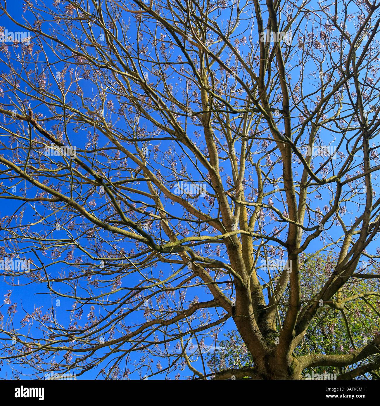 Foxglove tree (paulownia tomentosa) with flowers and no leaves against ...