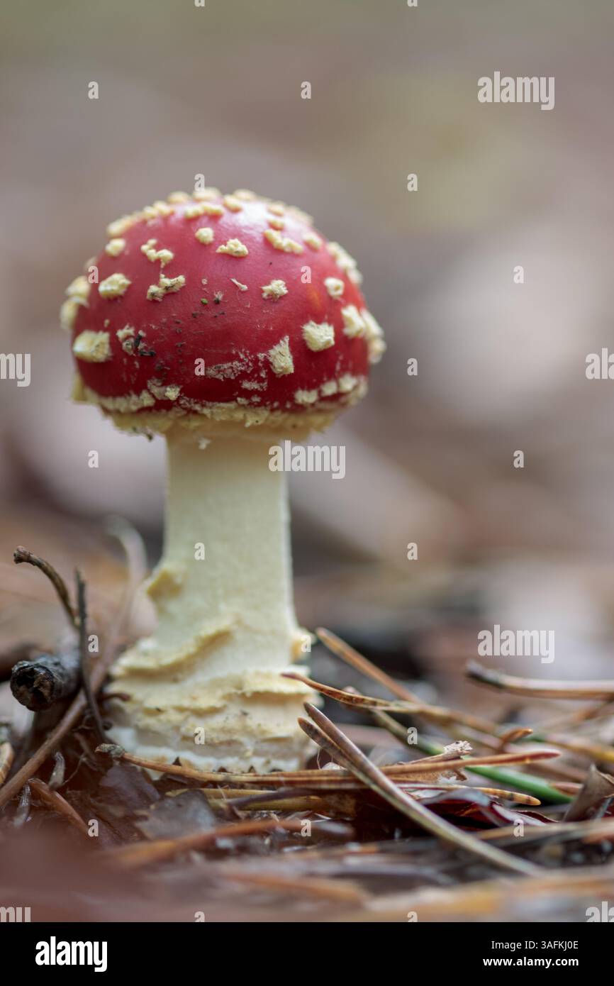 fly agaric mushroom with its red cap in the forest Stock Photo