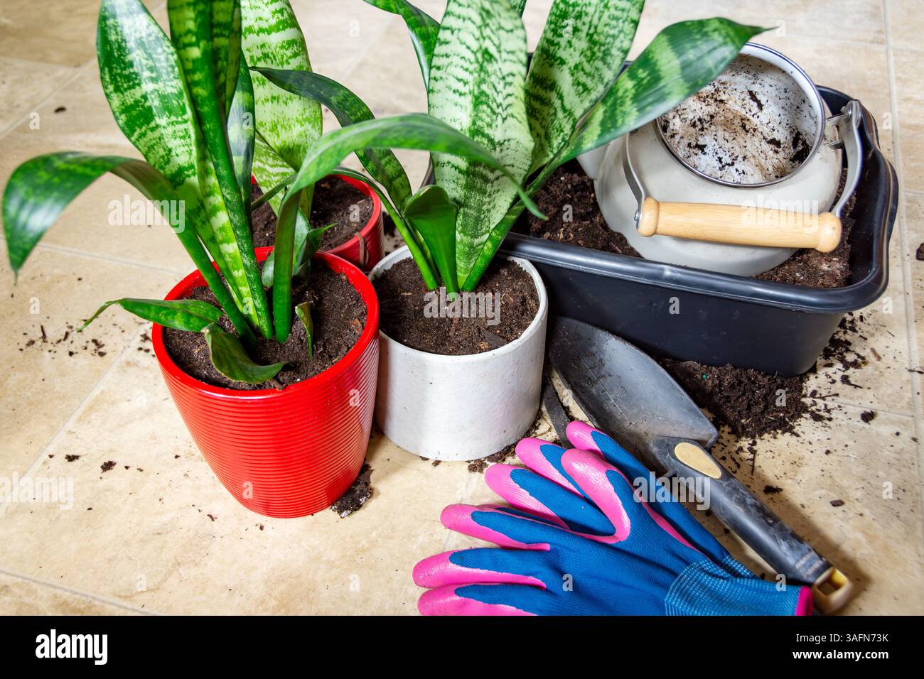 Snake plant houseplant hi-res stock photography and images - Alamy