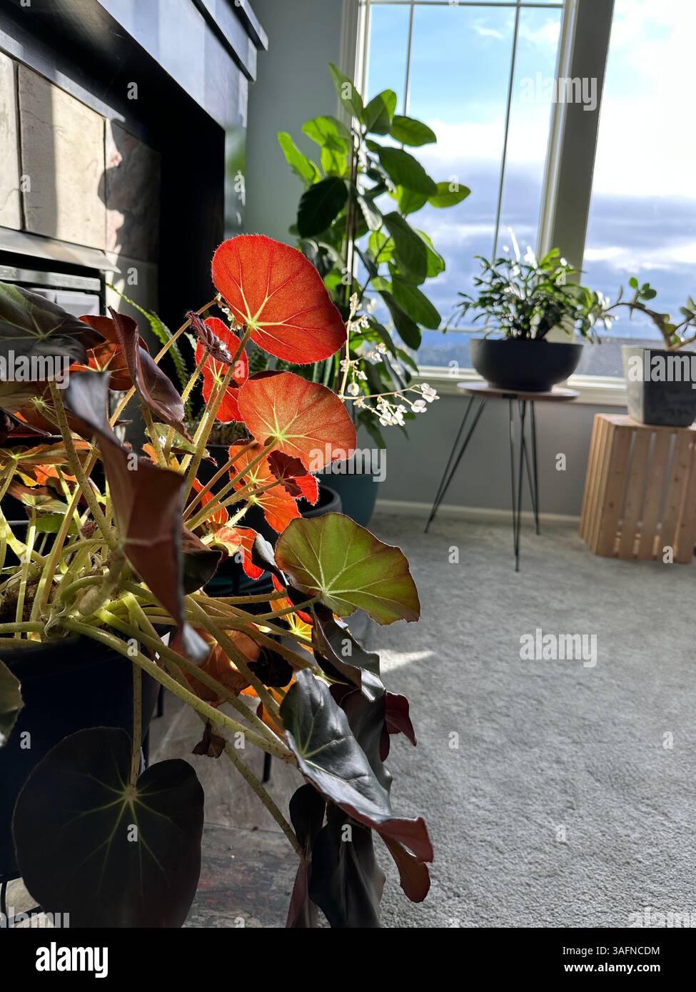 Sun shining through the leaves of a beefsteak begonia houseplant in a modern interior of a home. - Smartphone Captured Stock Image Sun shining through the leaves of a beefsteak begonia houseplant in a modern interior of a home. - Smartphone Captured Stock Image