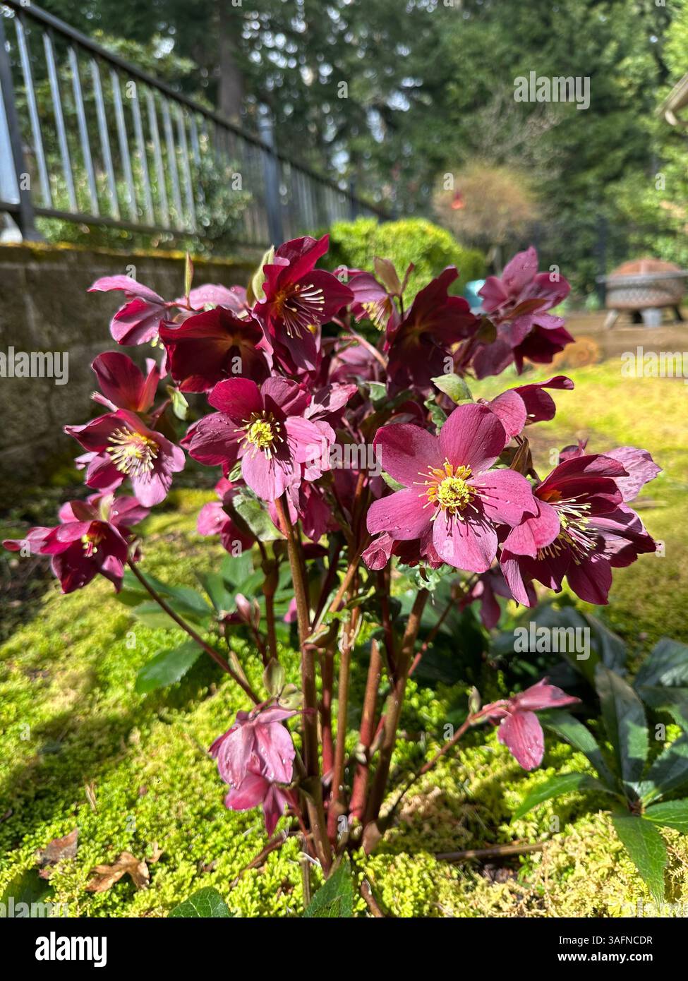 Hellebore flowers growing in a garden among moss. - Smartphone Captured Stock Image