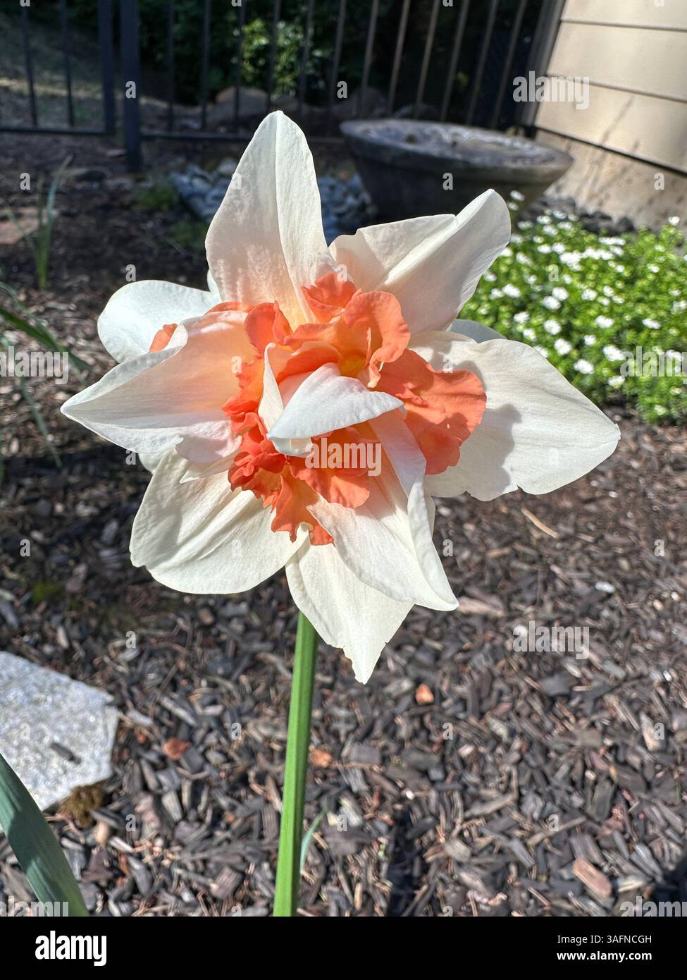 A daffodil replete flower growing in a garden. - Smartphone Captured Stock Image