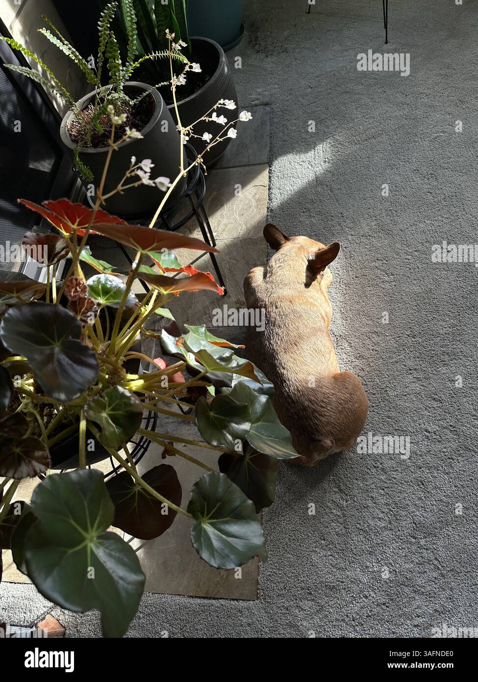 A brown French Bulldog in a living room among houseplants. - Smartphone Captured Stock Image