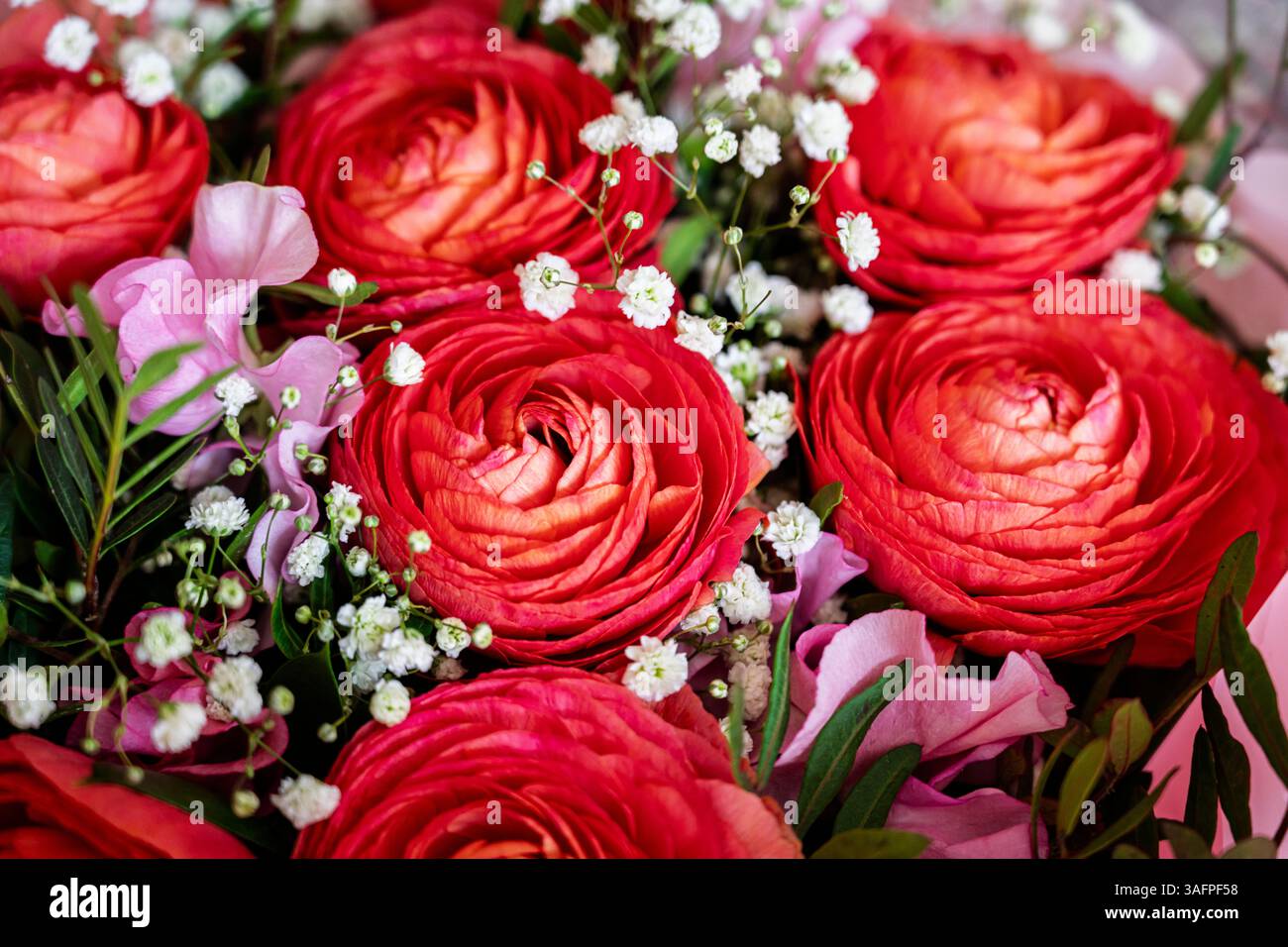 An arrangement of perfect red ranunculus flowers with small white Gypsophila flowers in a bouquet prepared for Mothers Day (Mothering Sunday) Stock Photo
