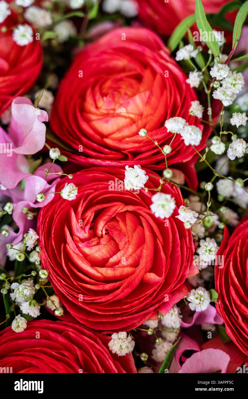 An arrangement of perfect red ranunculus flowers with small white Gypsophila flowers in a bouquet prepared for Mothers Day (Mothering Sunday) Stock Photo