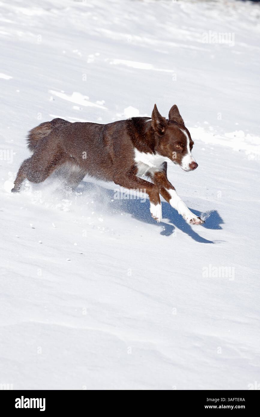 chocolate border collie, running in snow, Maryland Stock Photo