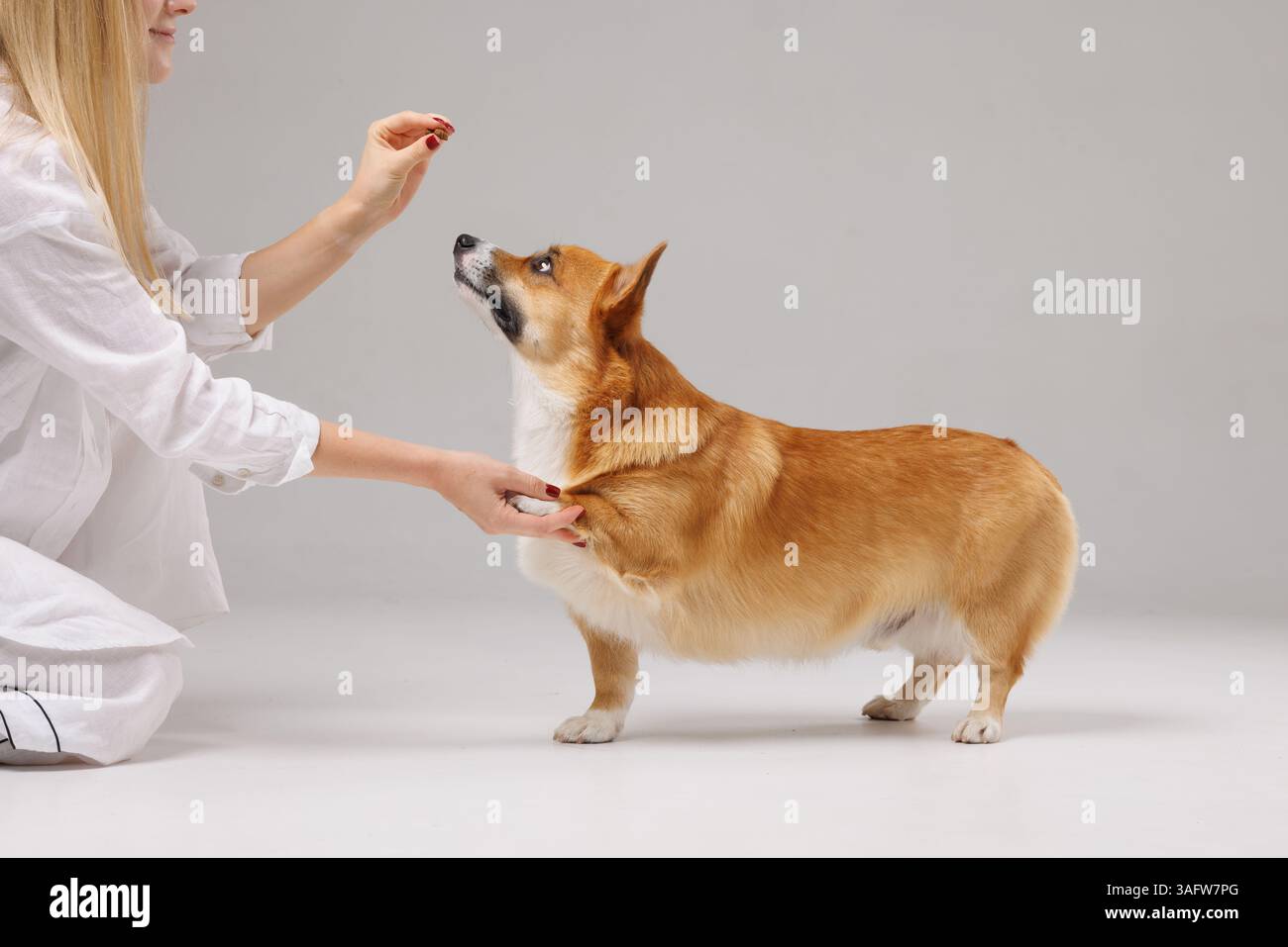 Corgi dog attentively looking up at owner during training session ...