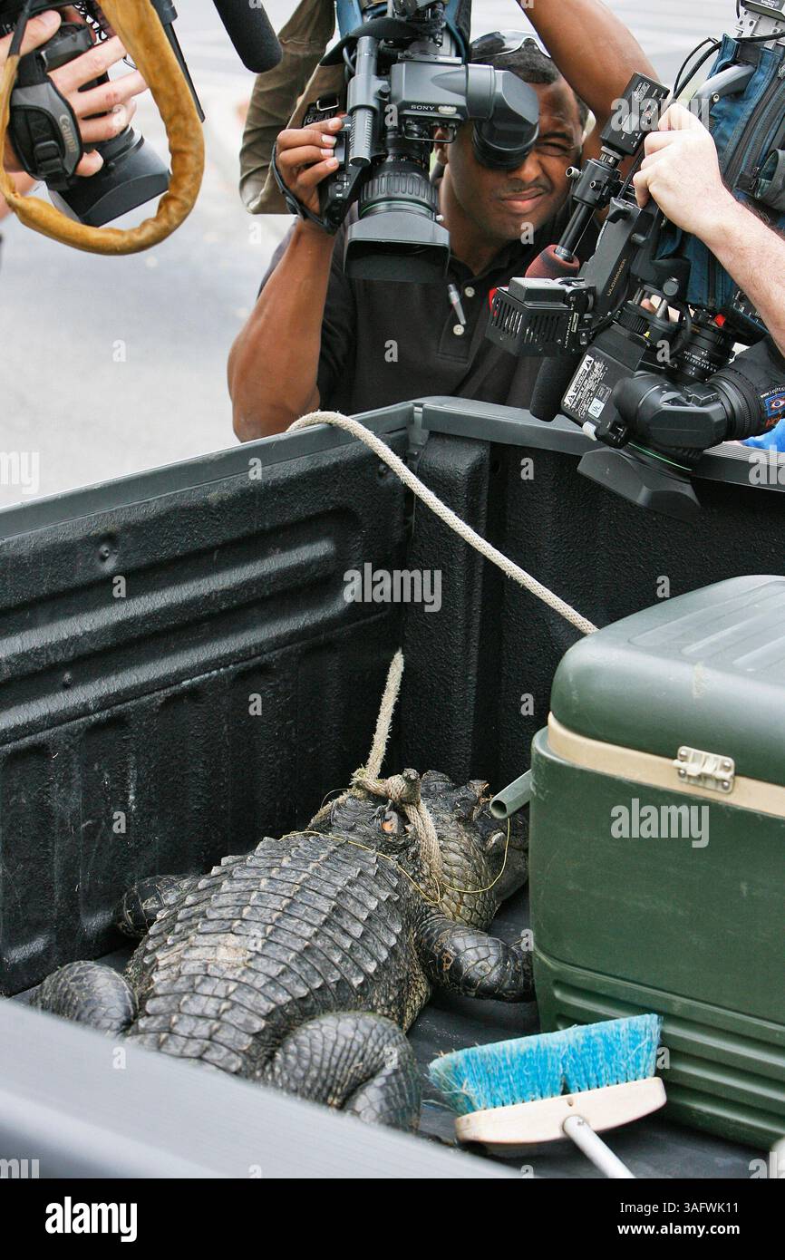 Alligator bit hi-res stock photography and images - Alamy