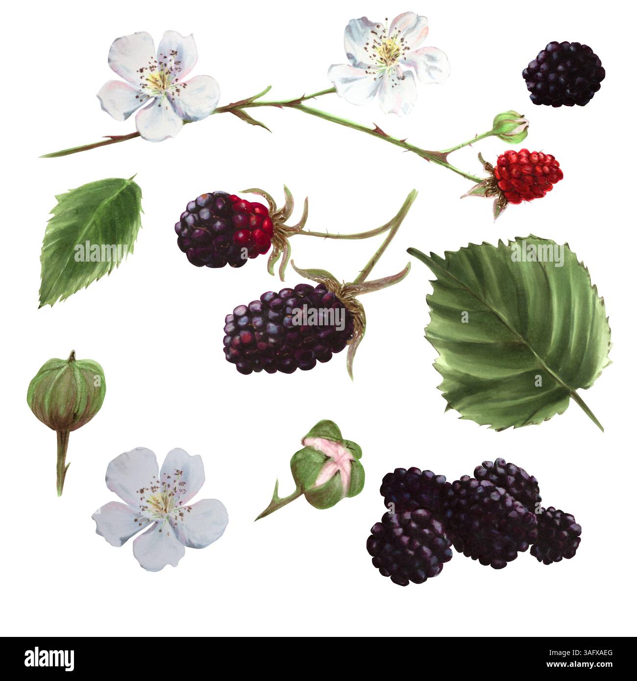 Set of wildberries. Ripe blackberries on a branch, isolated white background. White flowers, buds and green leaves. Watercolor, markers botanical Stock Photo