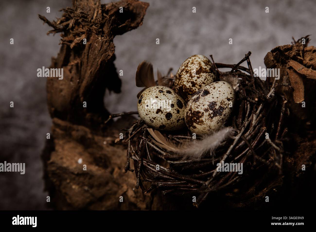 three quail eggs in a tree nest Stock Photo