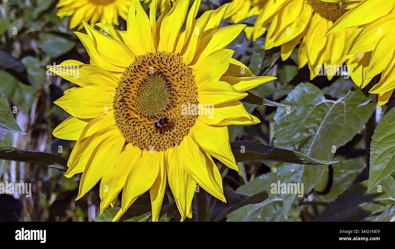 Sunflowers in a field in the sun - Smartphone Captured Stock Image