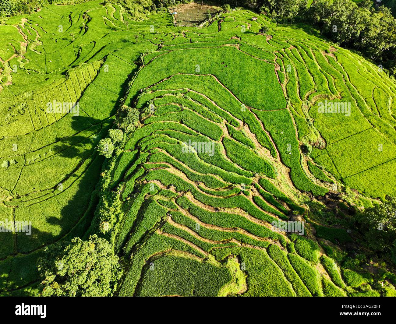 aerial view of terraced rice fields on a mountain slope Stock Photo - Alamy