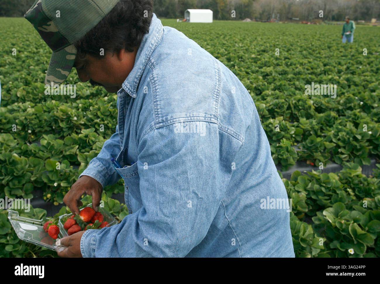 Dateline: Plant City) (Photo taken on 01/31/2008) Jose Villegas (Credit Image: St Petersburg Times/ZUMAPRESS.com) Stock Photo