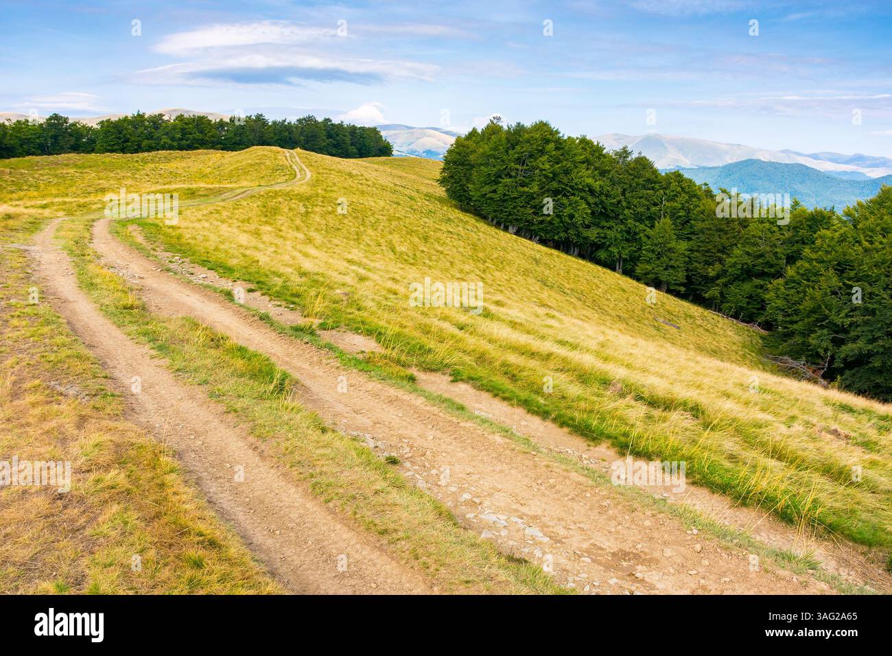 mountain landscape with beech trees along the dirt road uphill. alpine environment. late summer scenery with hill in yellow grass. primeval forest on Stock Photo