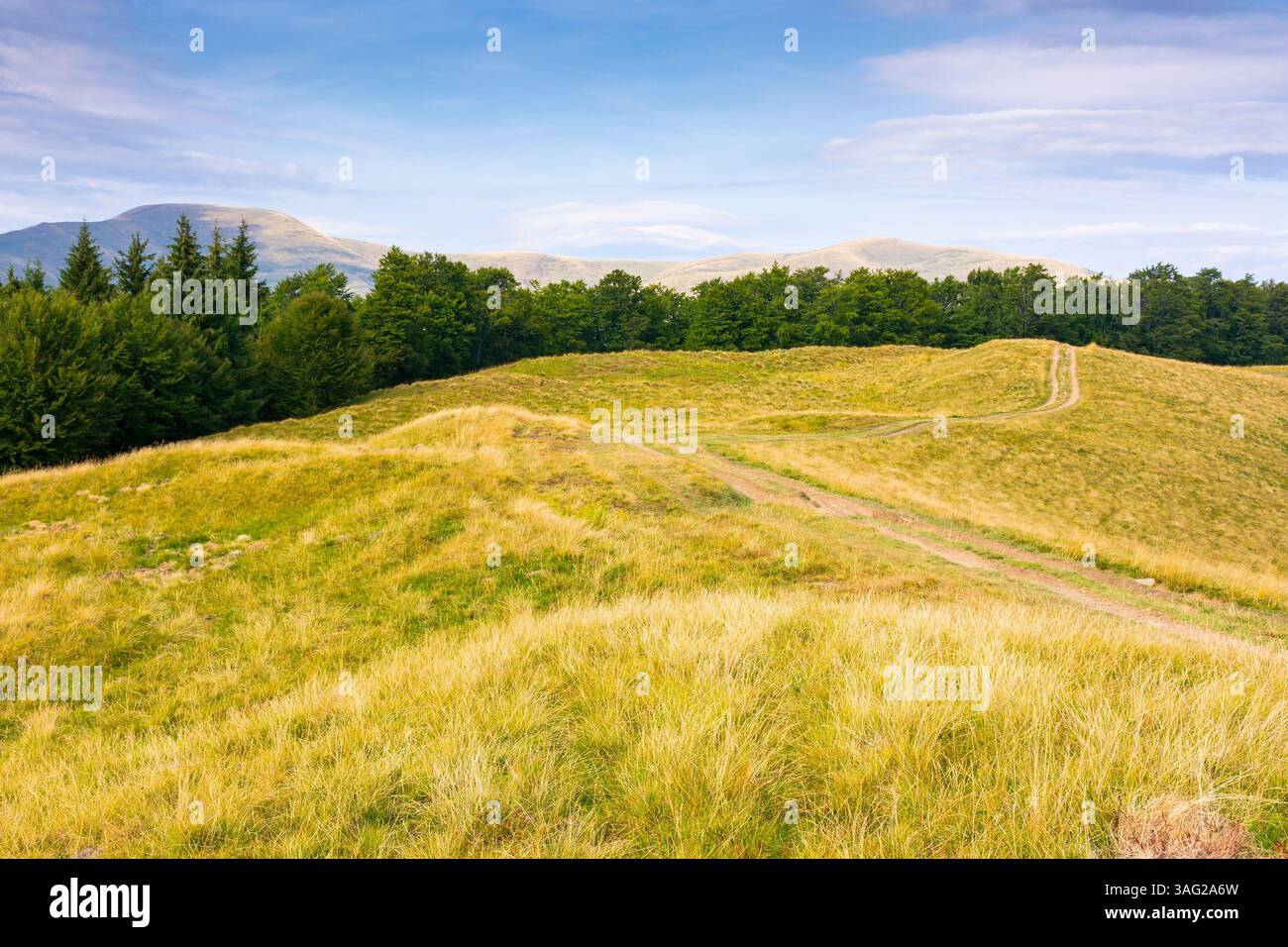 mountain landscape with beech trees along the dirt road uphill. wide meadow. late summer scenery with hill in yellow grass. primeval forest on the hil Stock Photo