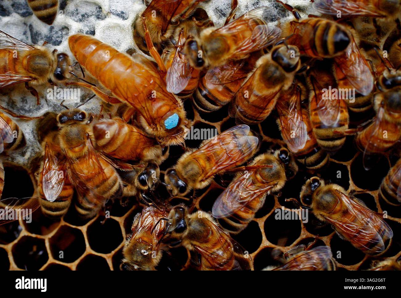 The queen bee story hi-res stock photography and images - Alamy