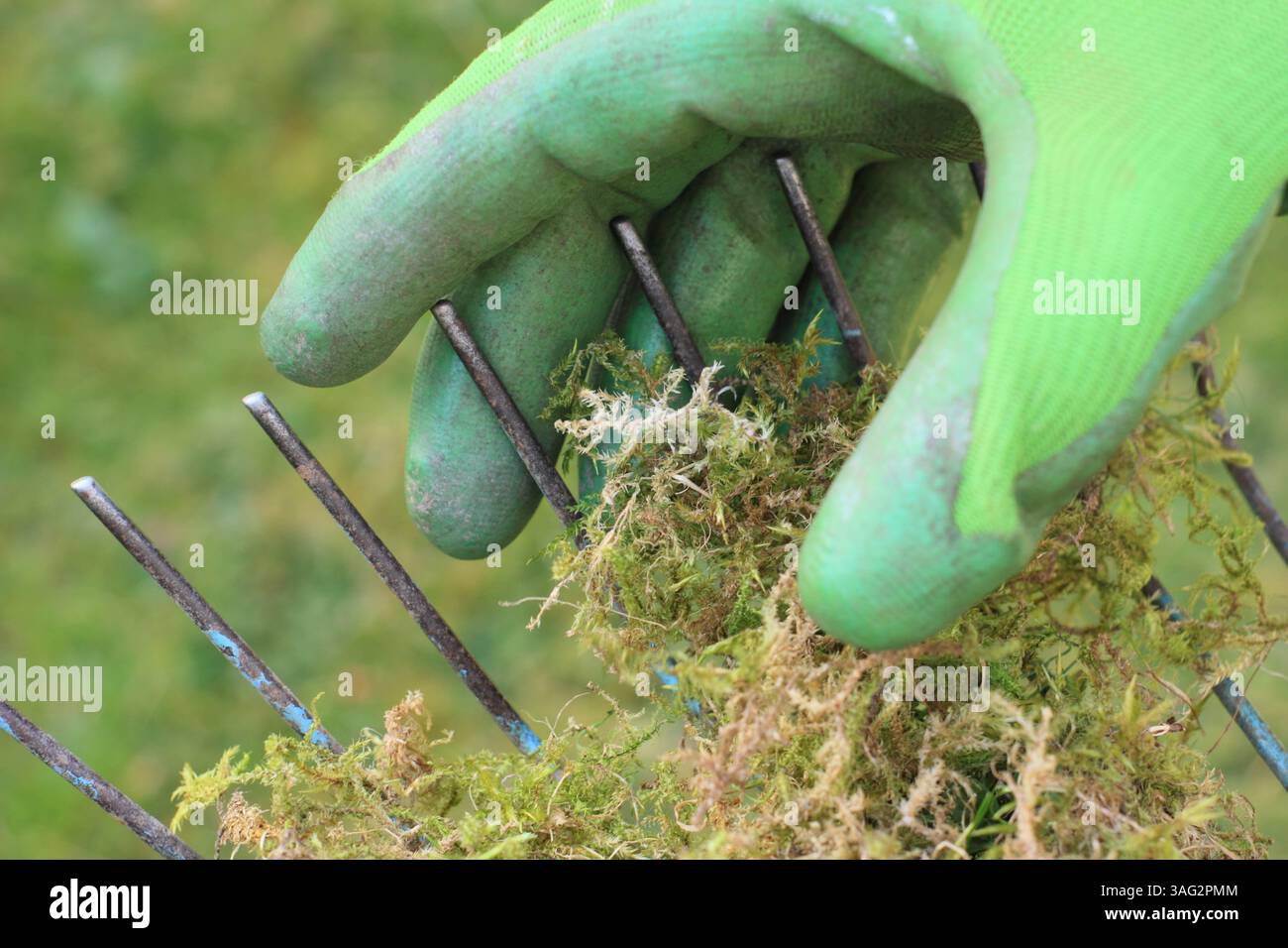 Scarifying lawn. Gardener seen removing thatch from a spring tined rake ...
