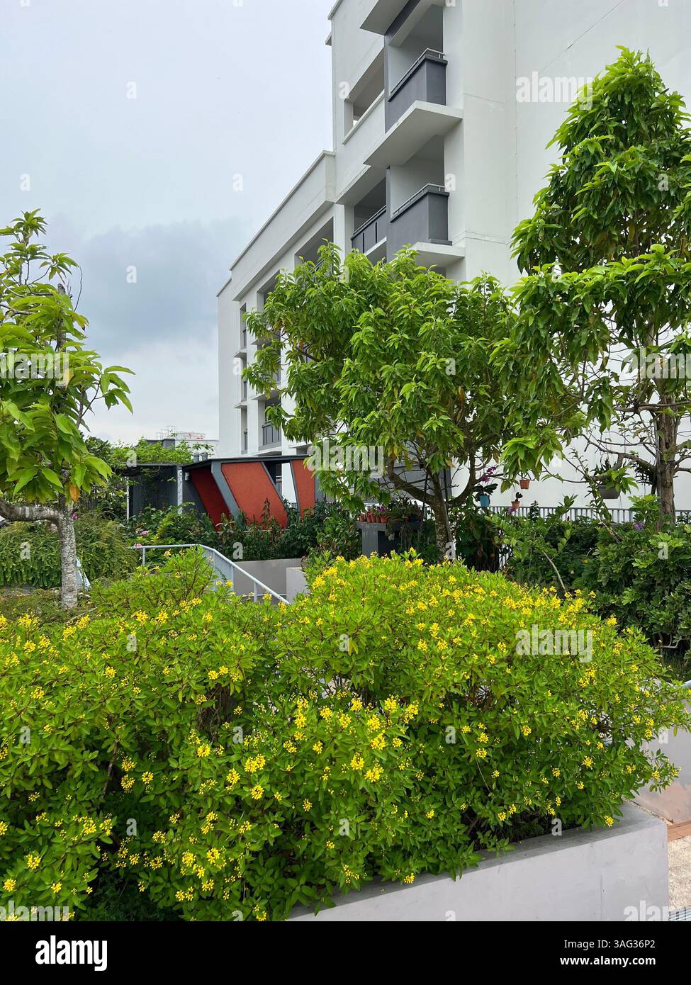 Vertical view. Trees planted on rooftop of the housing building. Singapore. - Smartphone Captured Stock Image