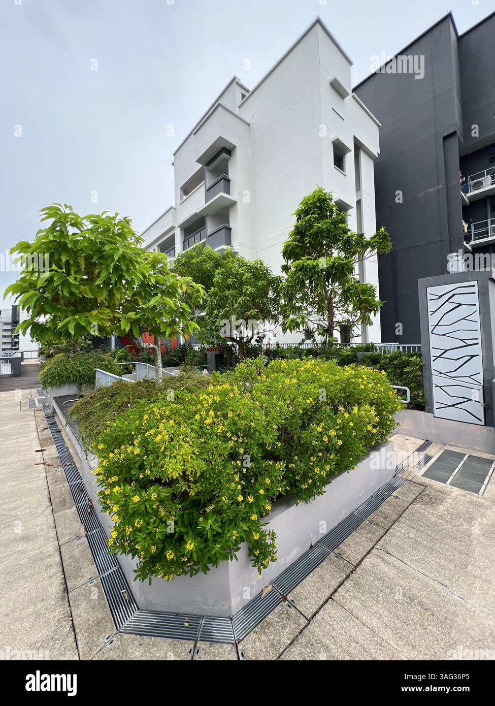 Vertical view. Trees planted on rooftop of the housing building. Singapore. - Smartphone Captured Stock Image