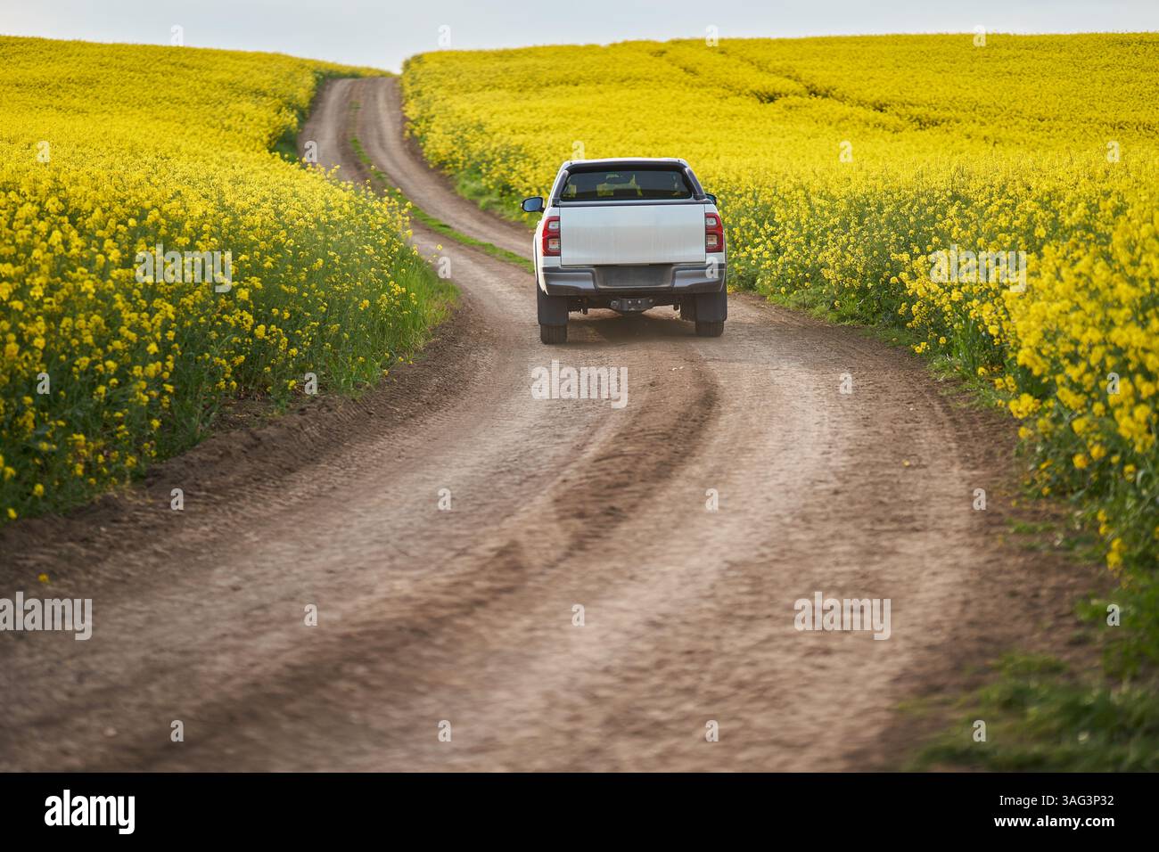 White pickup truck driving on dirt road through blooming yellow rapeseed fields under clear sky Stock Photo