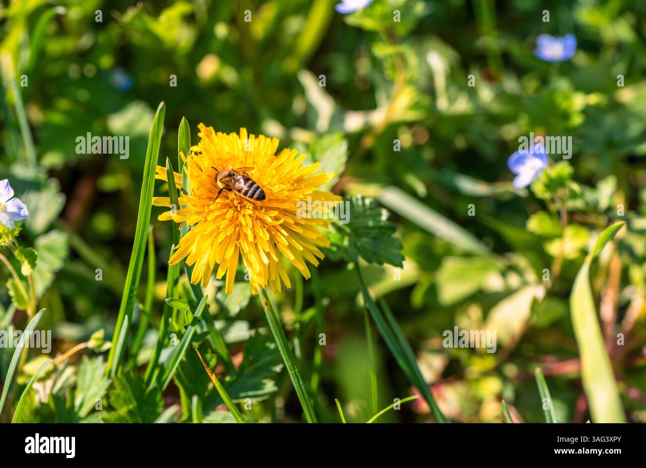 Close up of a bee on a dandelion in a Spring field Stock Photo