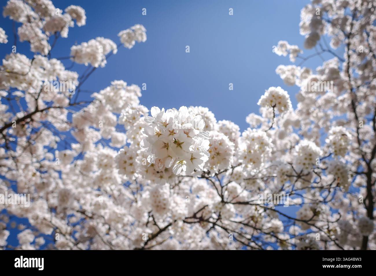 Cherry Blossom tree in Munich, Bavaria, Germany Stock Photo