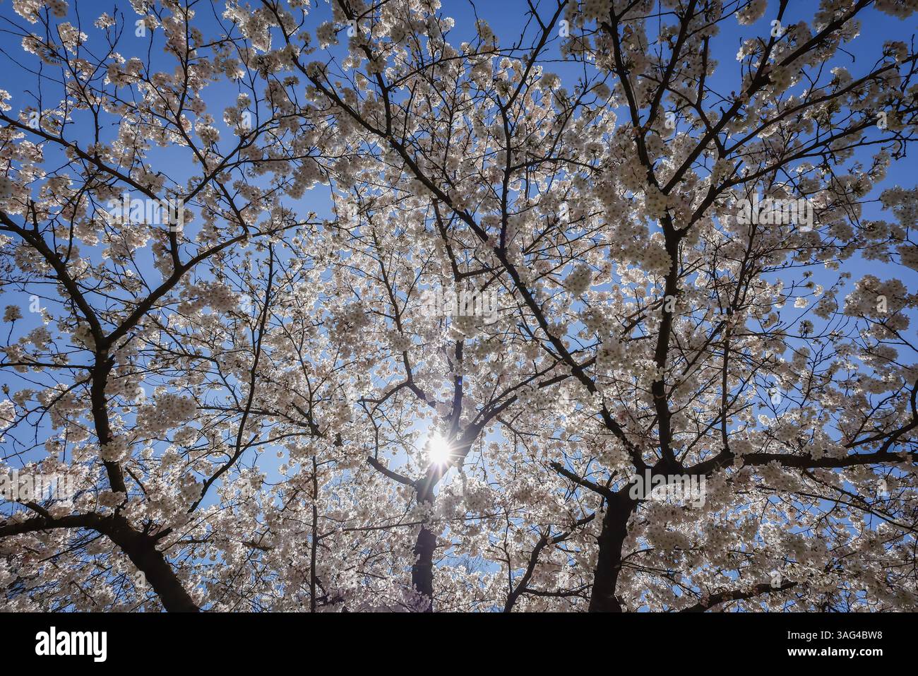 Cherry Blossom tree in Munich, Bavaria, Germany Stock Photo